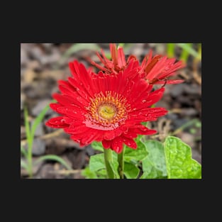 Red Wet Gerber Daisy T-Shirt