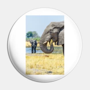 African bush elephant eating Pin