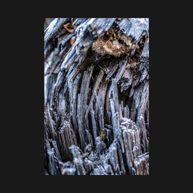 Close Up of an Old Broken Tree by jecphotography