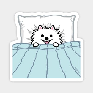 Cute White Pomeranian Tucked in Bed Magnet