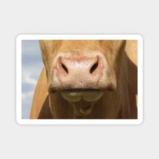 Moo Snout 3 Magnet