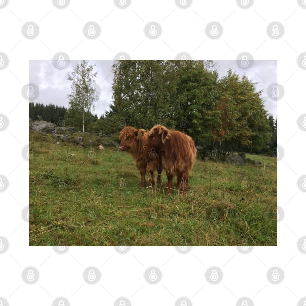 Scottish Highland Cattle Calves 1537 by SaarelaHighland