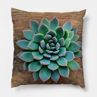 Succulent plant Pillow