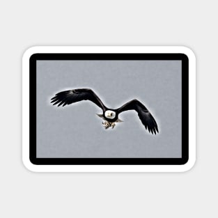 American Eagle Magnet