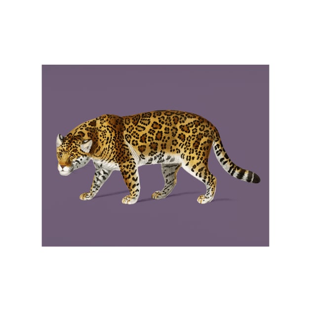 Leopard by NewburyBoutique