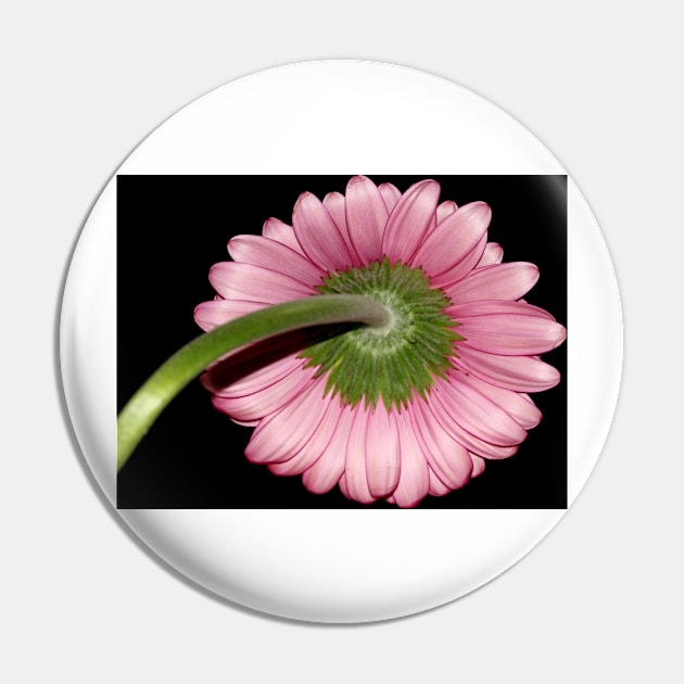 Pink Gerbera daisy Pin by ikshvaku