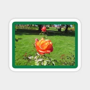 Orange Rose Magnet