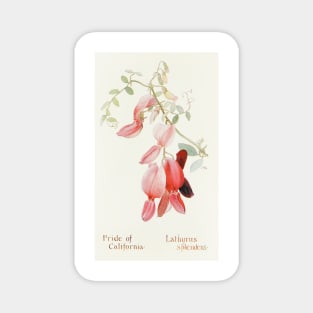 Pride of California - Botanical Illustration Magnet