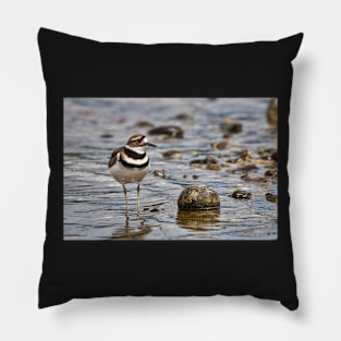 Killdeer at the Beach Pillow