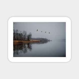 Canadian Geese In Flight Magnet