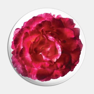 China Rose in Bloom Pin