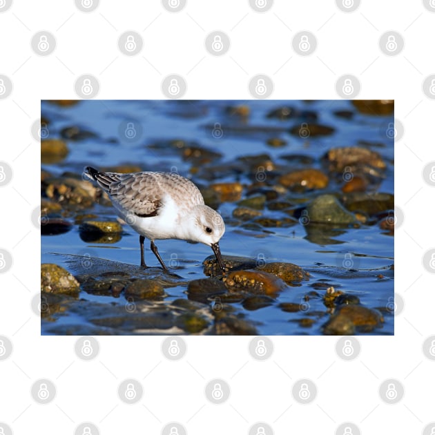 Cute Sanderling Foraging at Low Tide on a Wintry Beach by walkswithnature