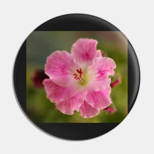 Pelargonium .. Spring Debut Pin