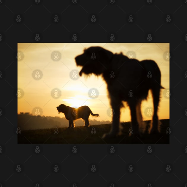 Italian Spinone Silhouettes by heidiannemorris