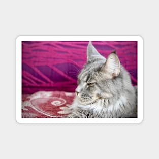 Maine Coon / Swiss Artwork Photography Magnet