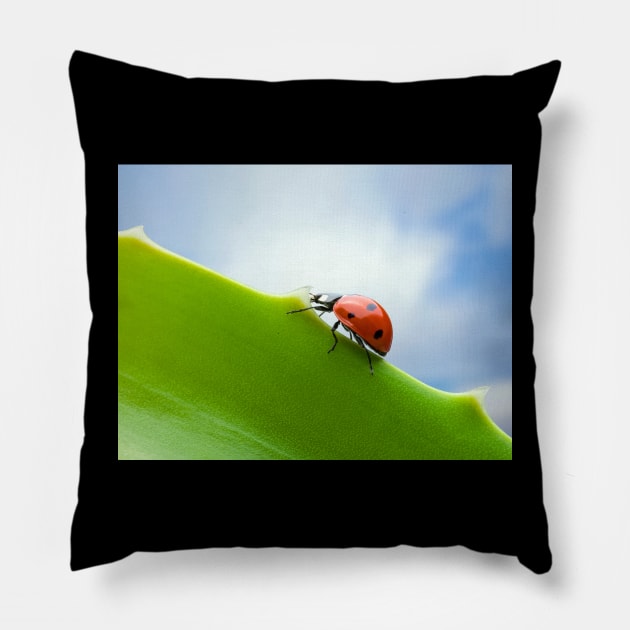 Wall Art - Ladybird, Ladybug Ascent - Photo print, canvas, artboard print Canvas Print Pillow by DigillusionStudio