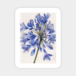 Agapanthus flower watercolour painting Magnet