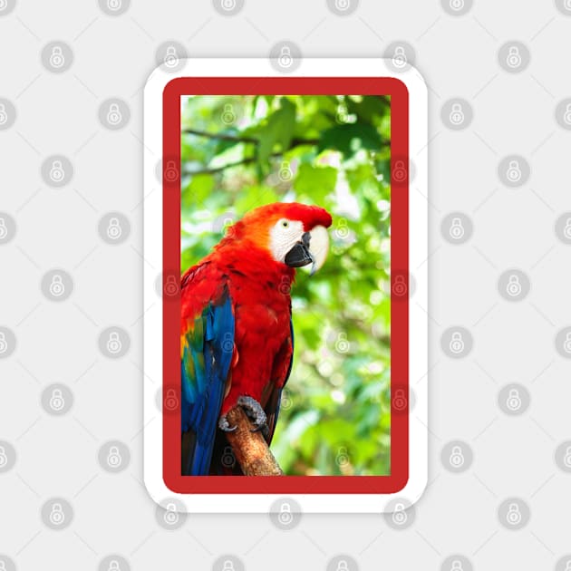 Scarlet Macaw Red Bird Perched in a Tree Magnet by Shell Photo & Design