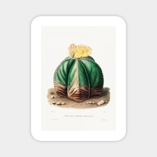 Bishop's Cap Cactus (Astrophytum Myriostigma) from Iconographie descriptive des cactées by Charles Antoine Lemaire (1801–1871) Magnet