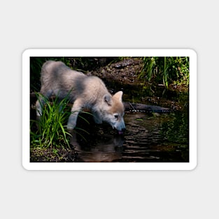 Arctic Wolf Pup Drinking Magnet