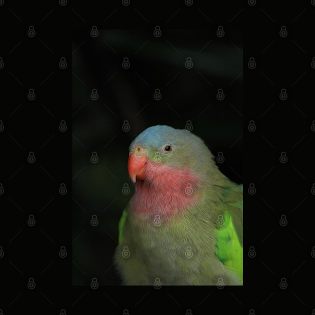 Portrait of a Sleepy Alexandra's / Princess Parrot by walkswithnature