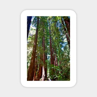 Muir Woods Study 16 Magnet