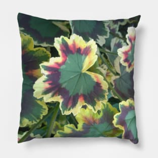 Geranium (Pelargonium) Leaves Pillow