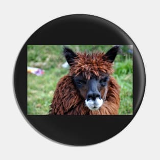 Lama du Pérou Pin