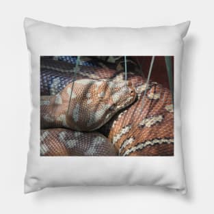 Centralian Carpet Python Pillow