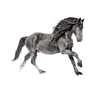 Black and White Friesian Stallion T-Shirt