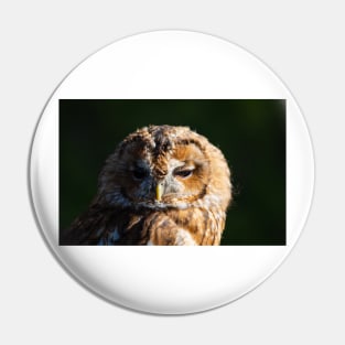 Tawny Owl, Strix aluco Pin