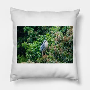 Black-crowned night heron in Honolulu Pillow