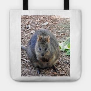 Quokka Tote