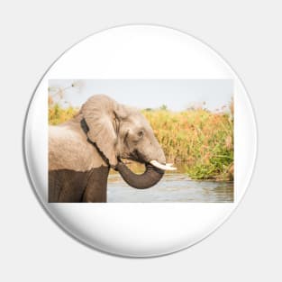African Bush Elephant Feeding In River Pin