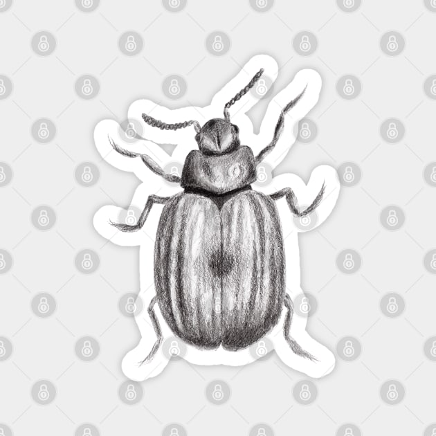 Realistic Beetle Bug Pencil Drawing Magnet by IvyLilyArt