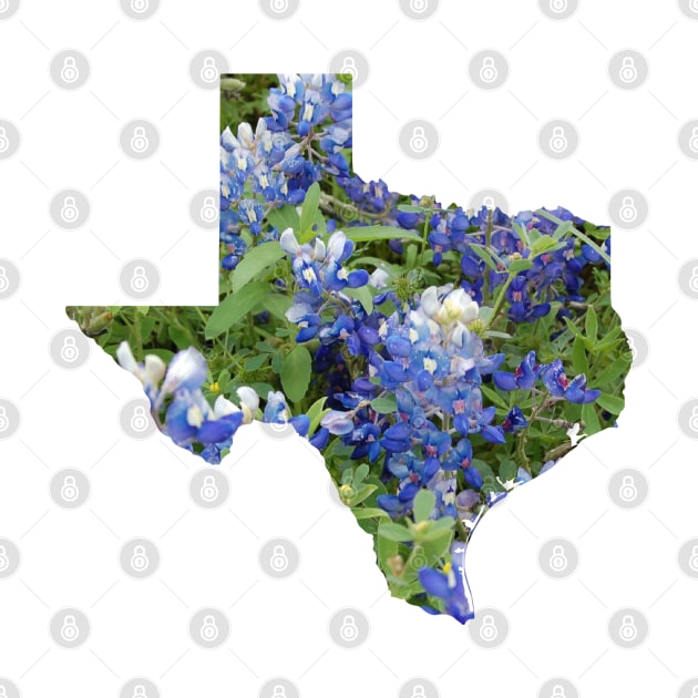 Texas Bluebonnet Flowers Blooming in Hillcountry by Star58