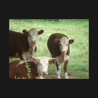 Three Brown Spotted Cows T-Shirt