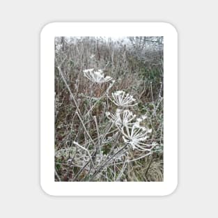 Frosted cow parsley Magnet