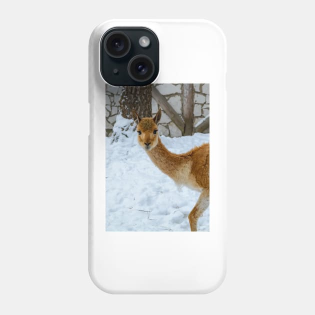 Vicuna starring to the camera Phone Case by lena-maximova