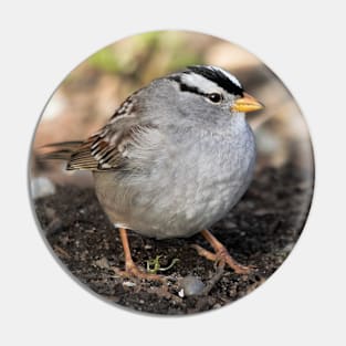 White-Crowned Sparrow at the Park Pin