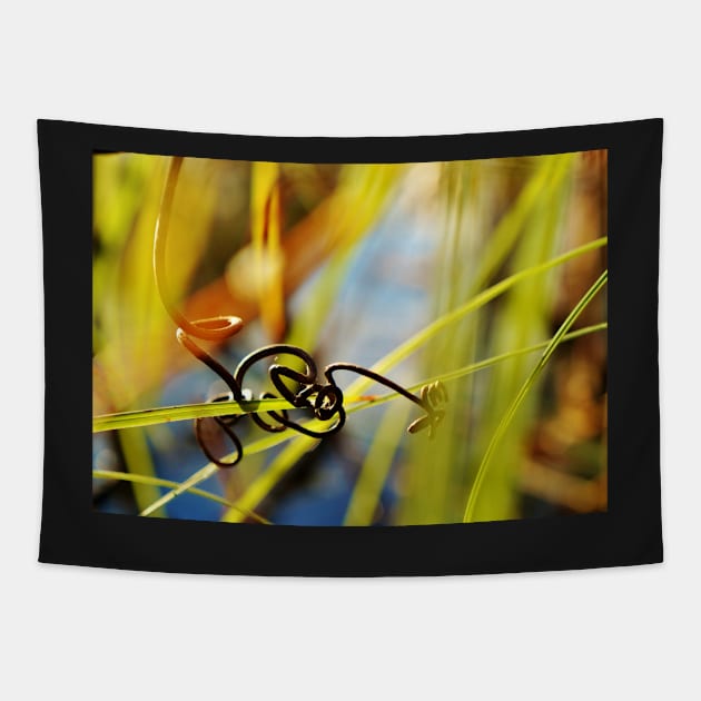 Dried Tendril Knot Around Grass Close-up Tapestry by 1Redbublppasswo