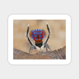 Peacock Spider Digital Painting Magnet