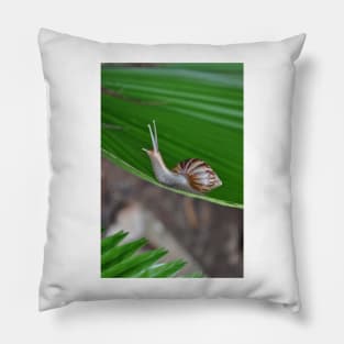 Snail Pillow