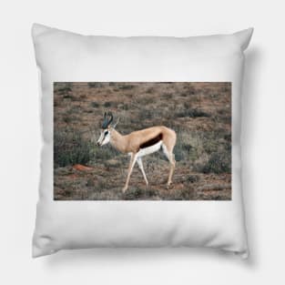 Springbok in South Africa Pillow