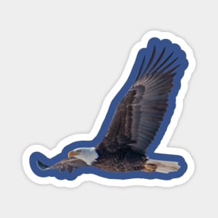 Eagle in flight Magnet