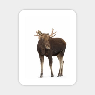 Moose in winter Magnet