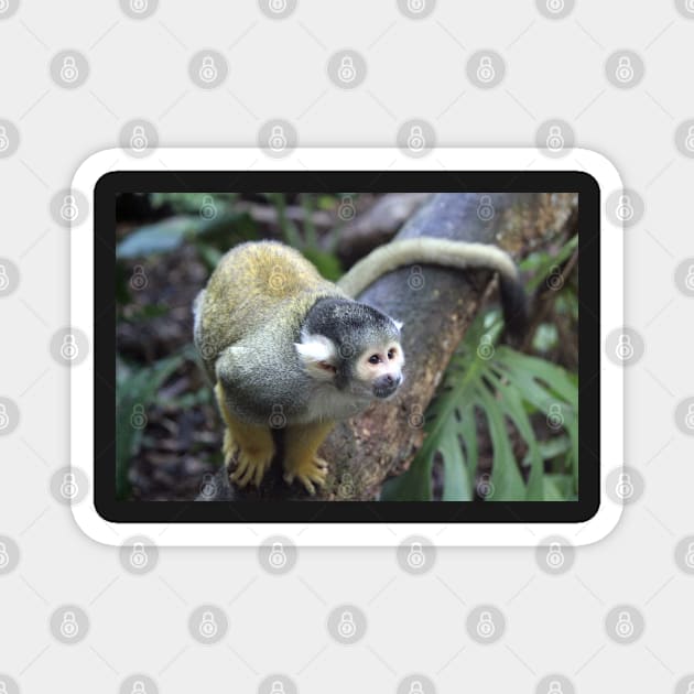 Spider Monkey Magnet by LeanneAllen