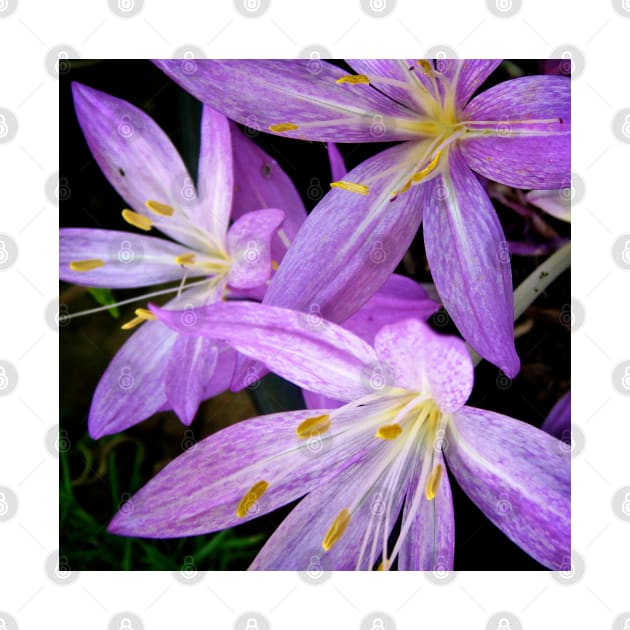 Saffron Crocus Flowers Photography by Heatherian