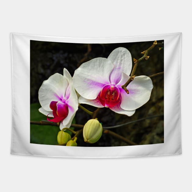 Orchid Study 10 Tapestry by bobmeyers