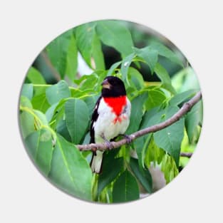 Male Rose-breasted Grosbeak Perched In A Bush Pin